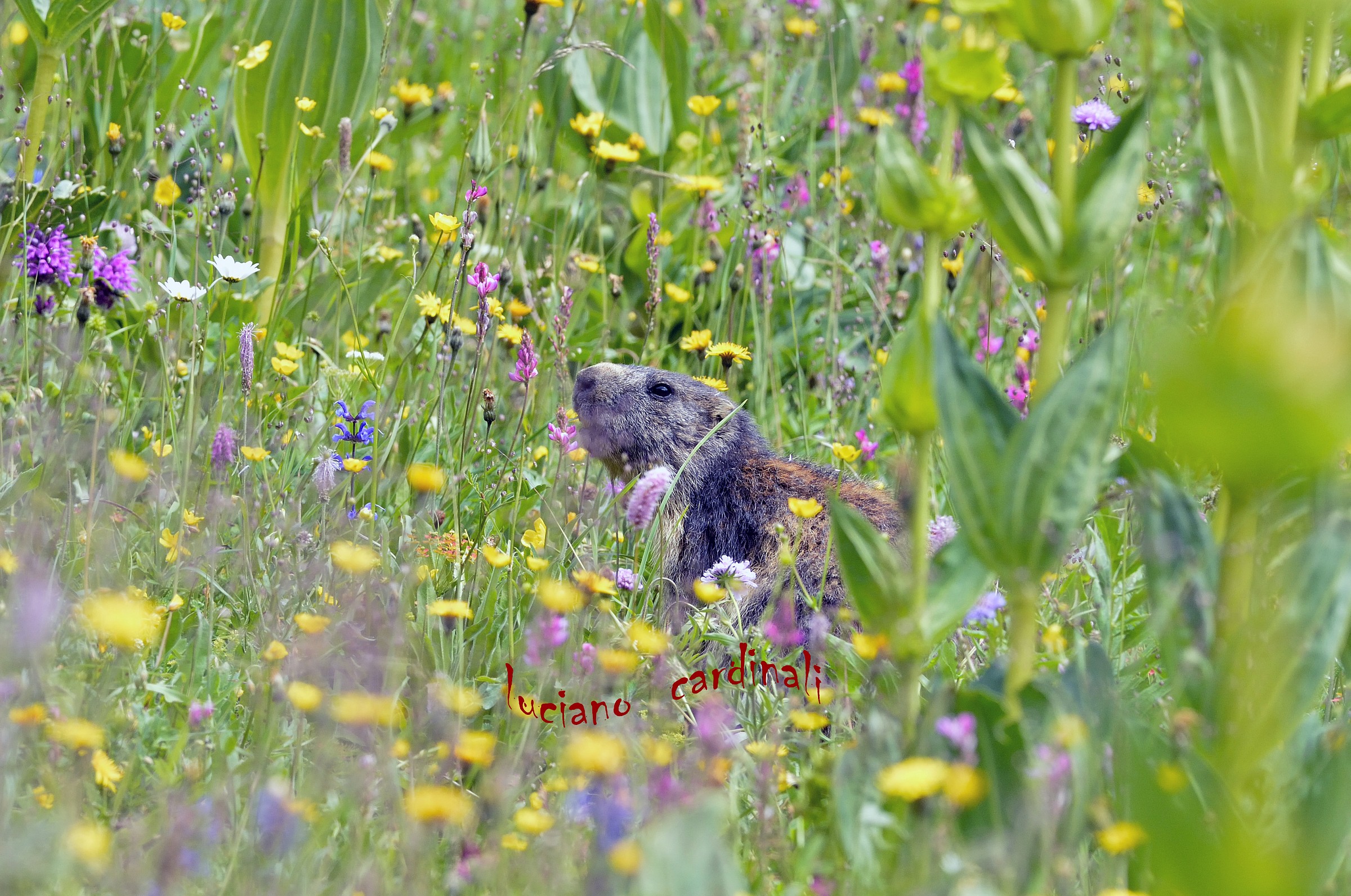 marmot flower child