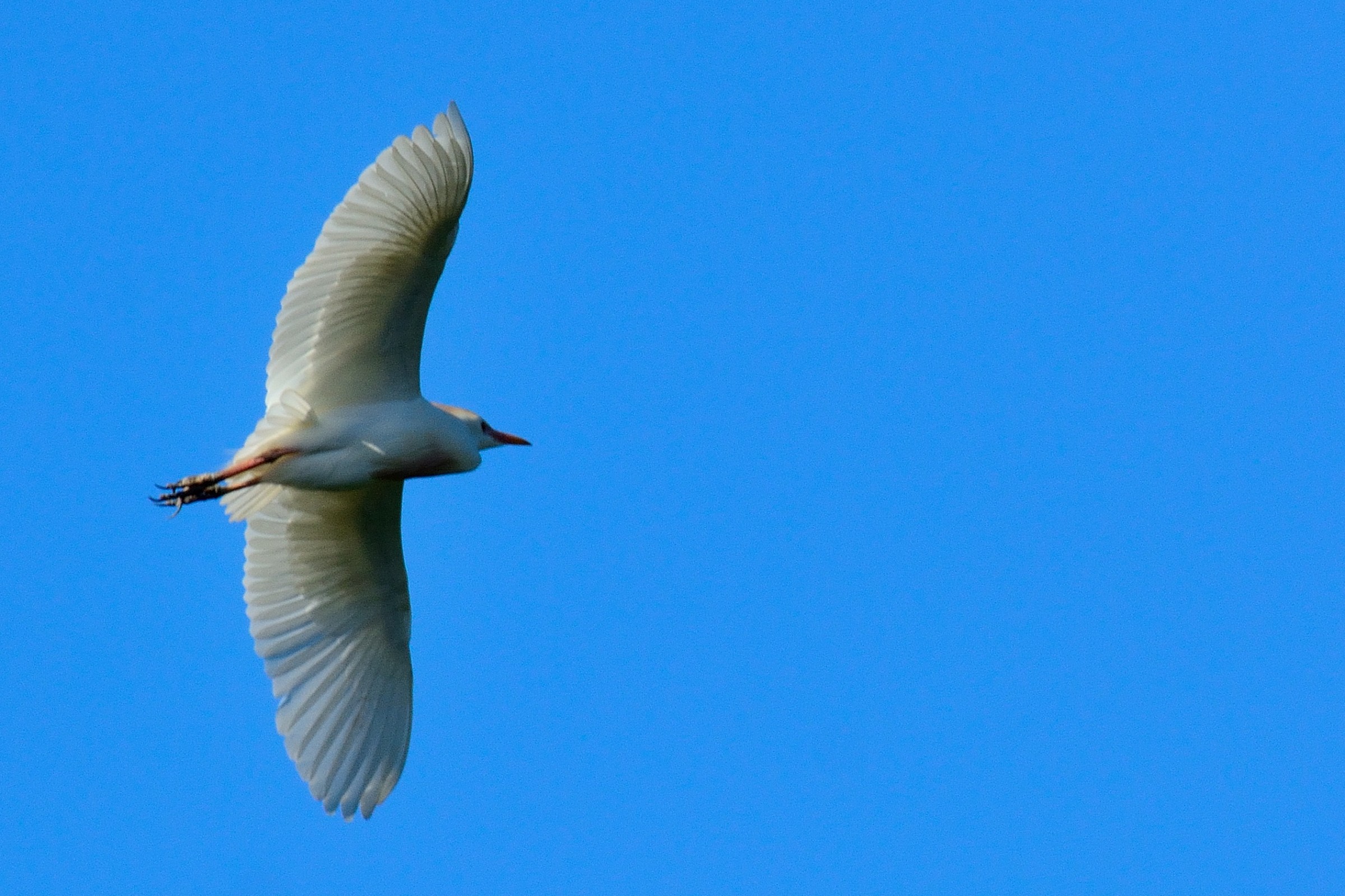 Herons Egrets in flight
