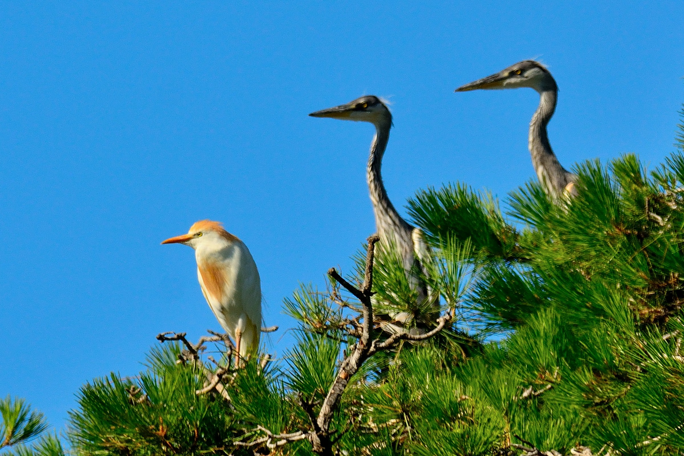 Grey Herons & Egrets