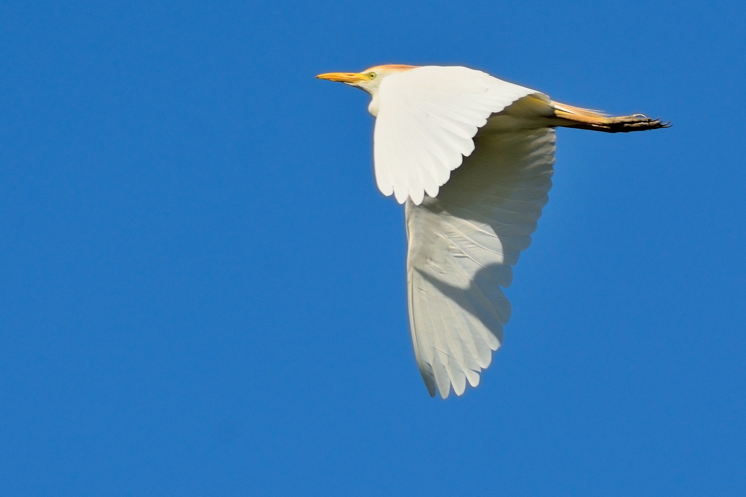 Herons Egrets