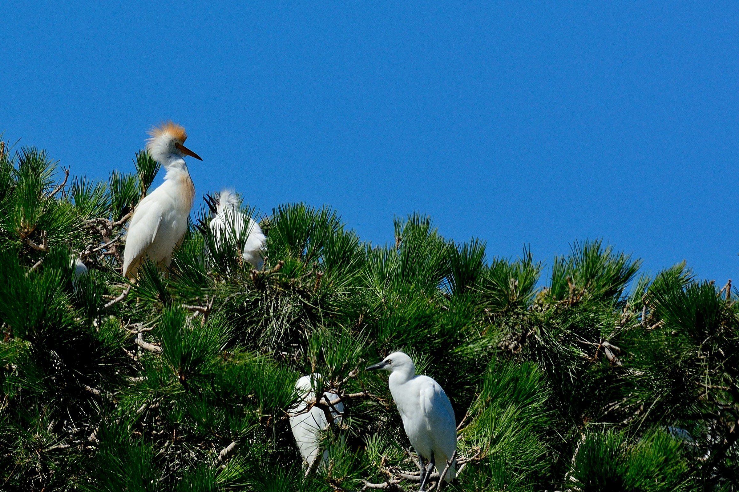 Herons and Egrets pullo