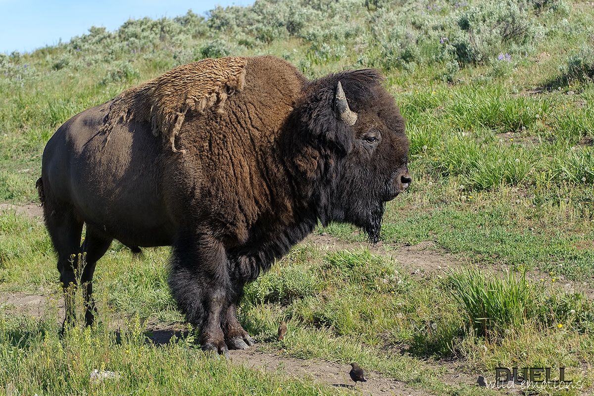 Yellostone's Bison
