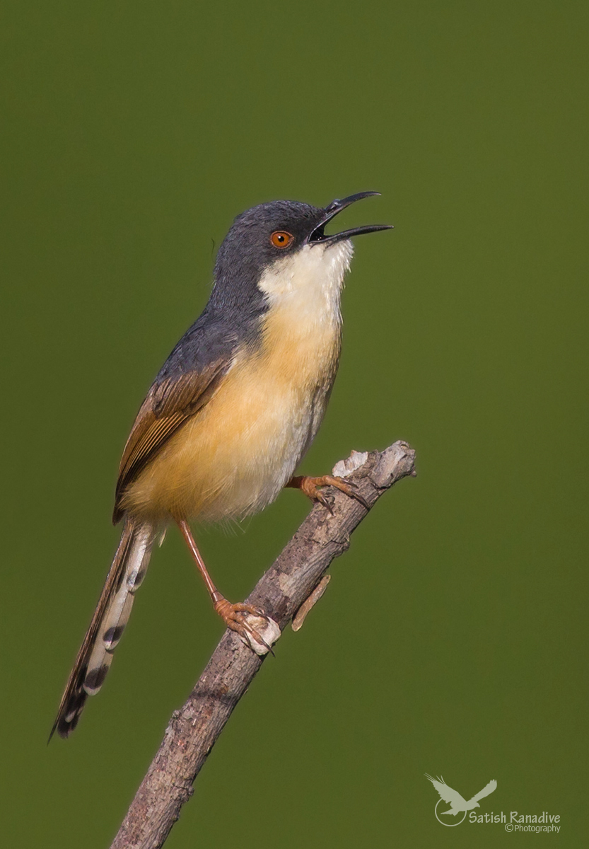 At the Top of his Voice....Ashy Prinia.