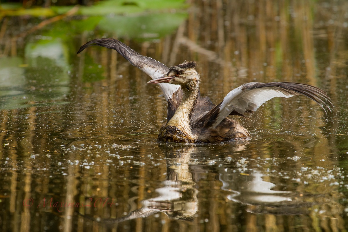 .. il piccolo grande svasso ..