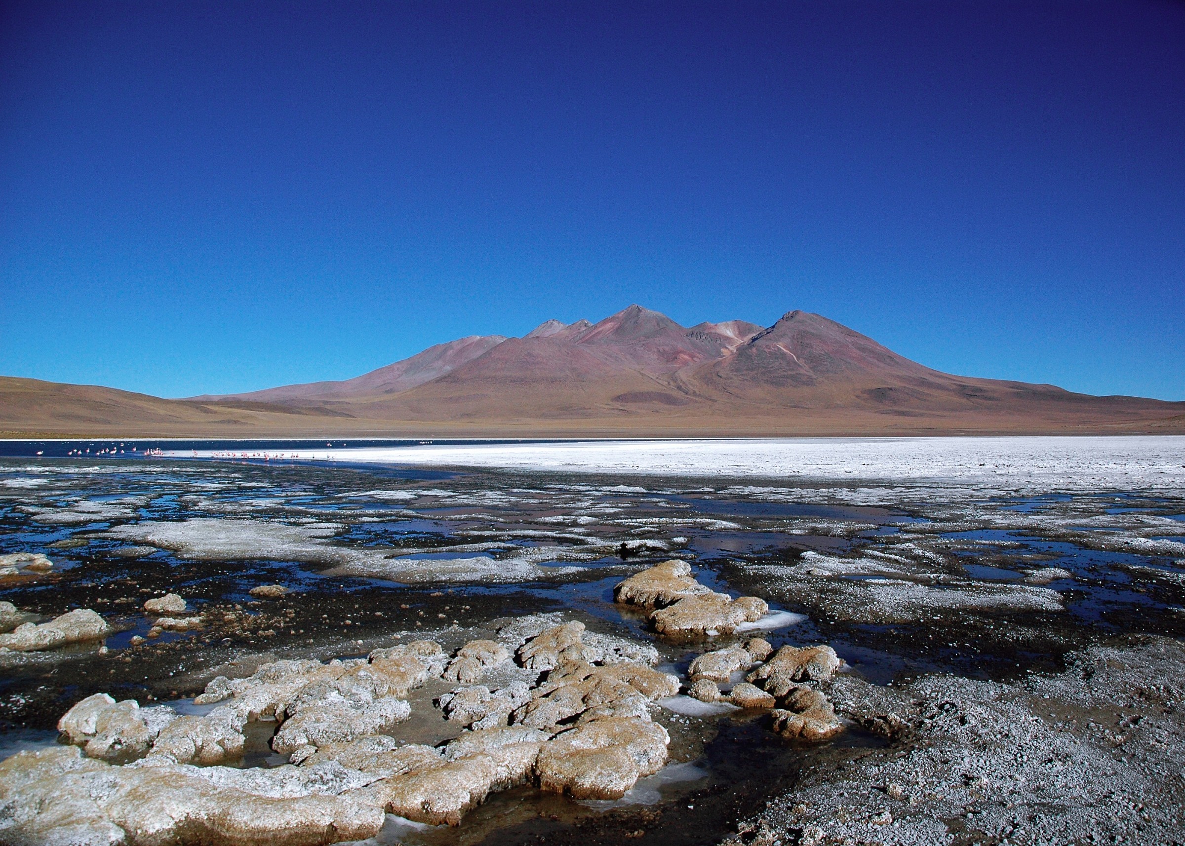 laguna colorada . Bolivia alt. 4.500 mslm