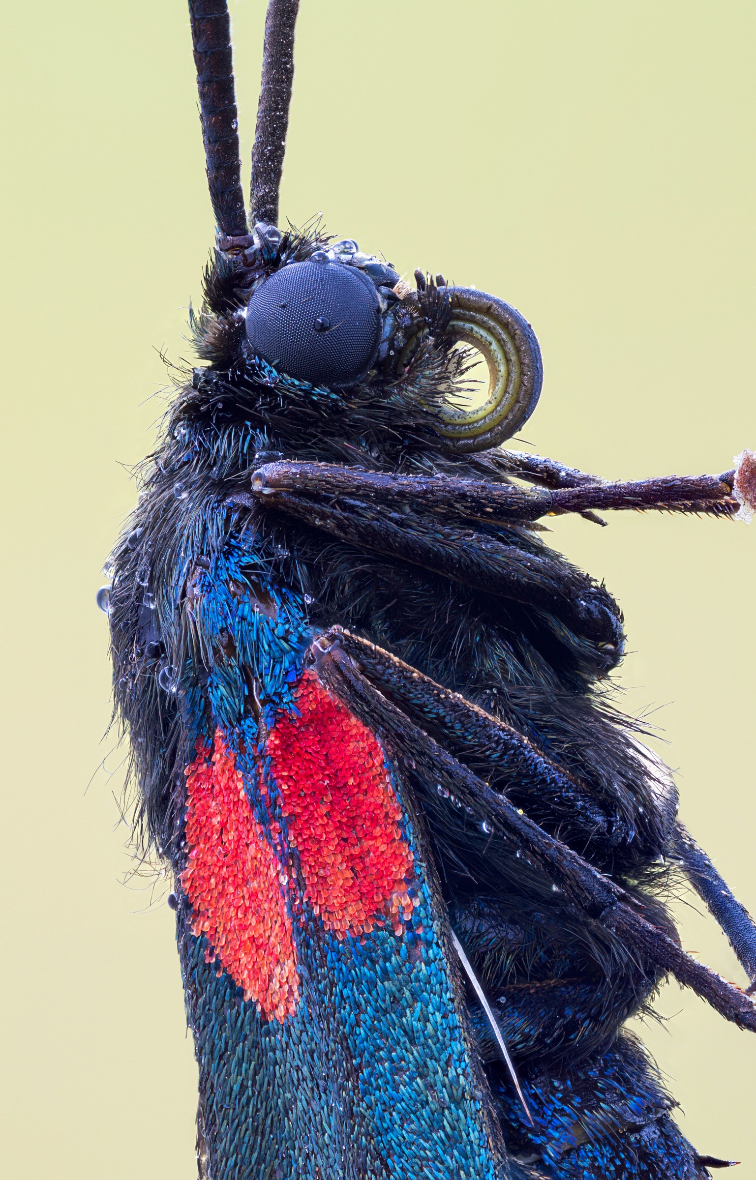 Zygaena filipendulae closer view