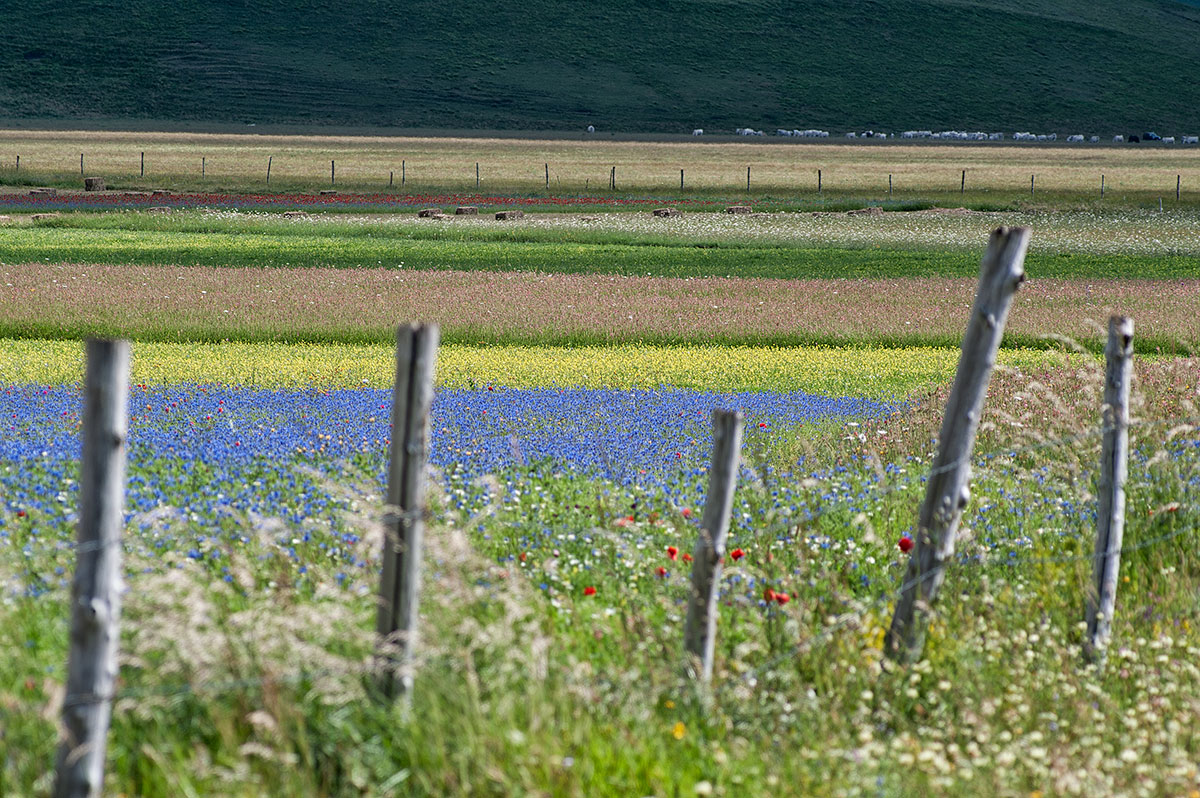 Where does the color