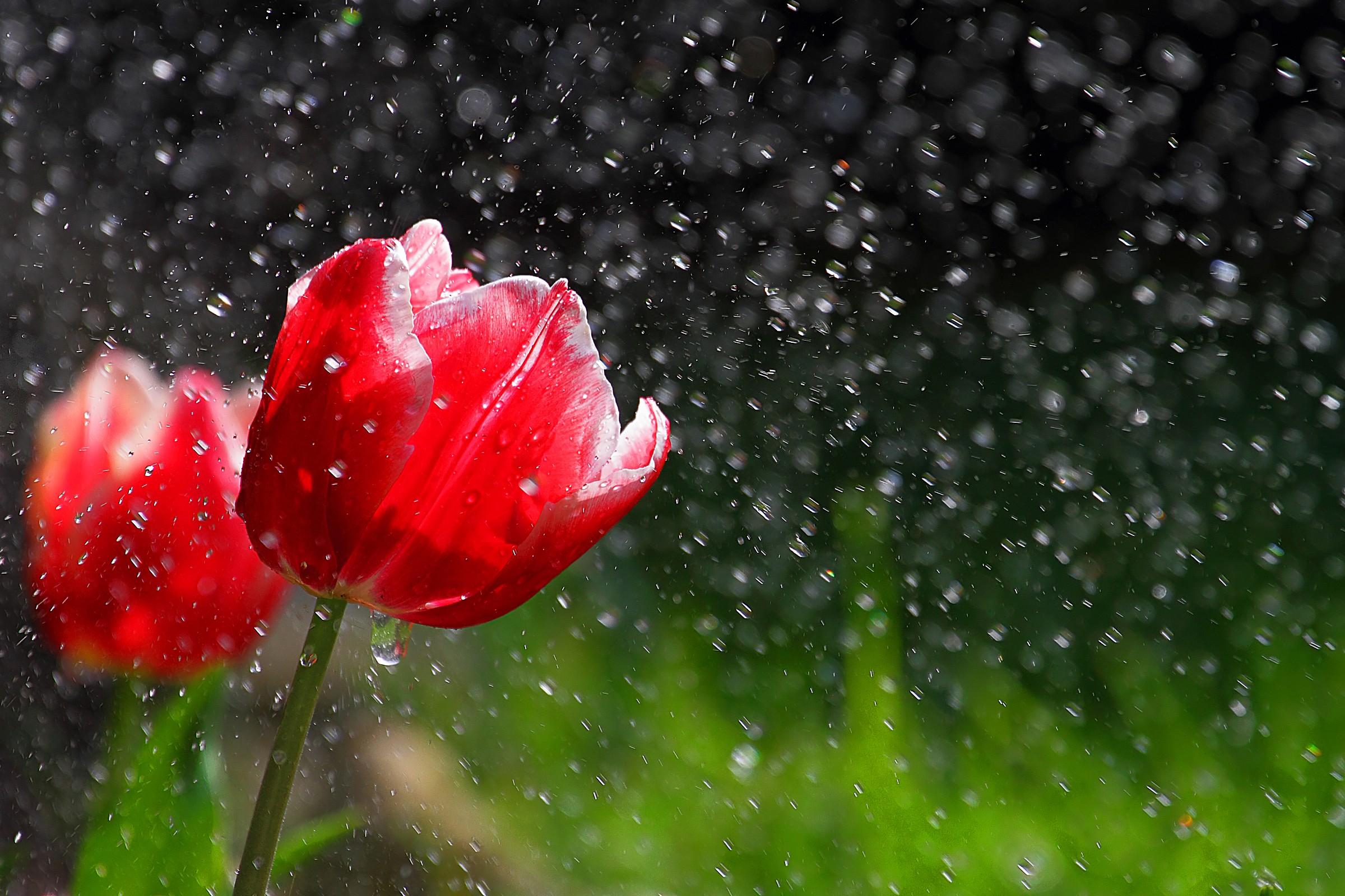 Scende la pioggia ma che fa...