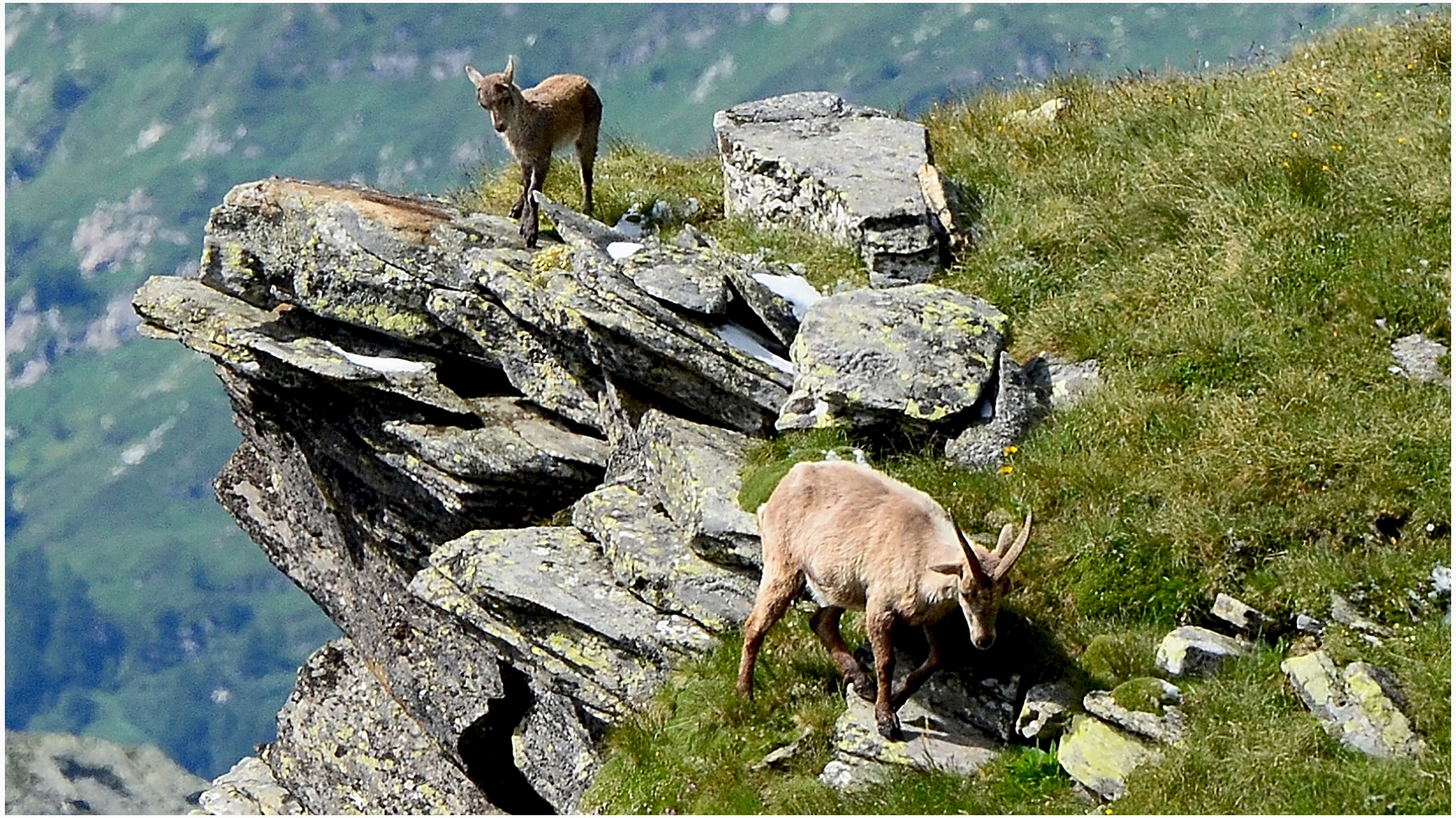 stambecco