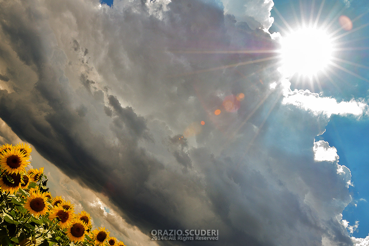 Voglia di Girasoli 1