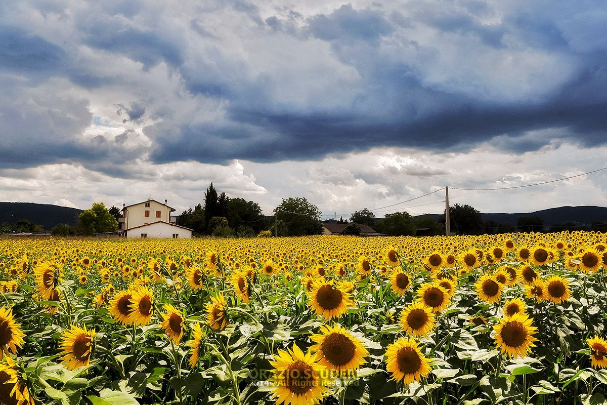Voglia di Girasoli 2