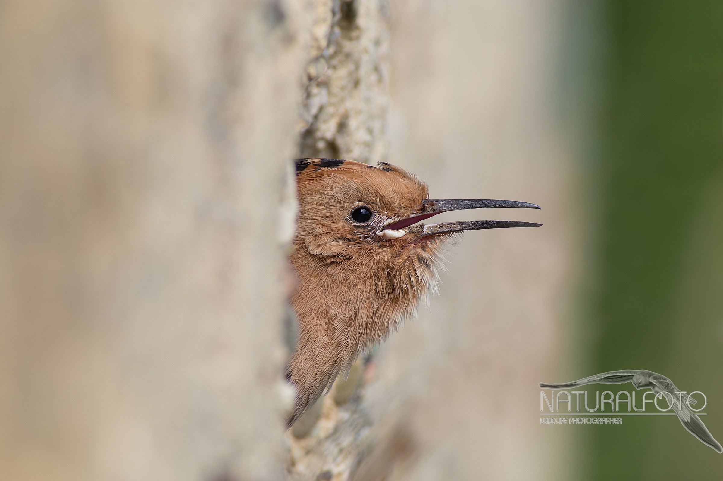 Upupino, overlooking the first!