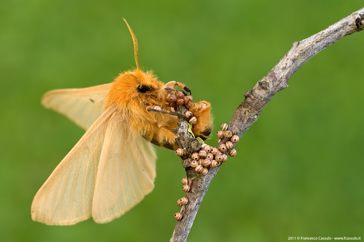 Lemonia Taraxaci Denis & Schifferm? Ller, 1775