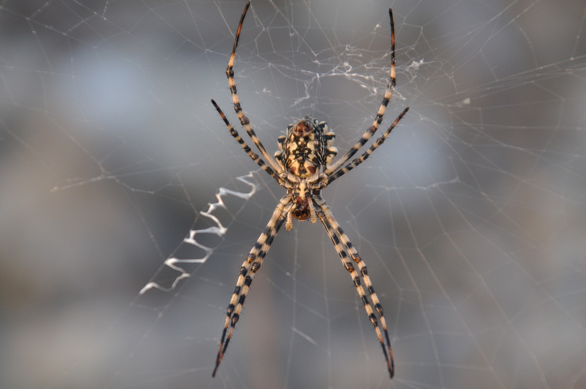 Argiope lobata