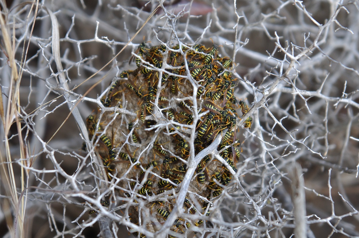 Hymenoptera vespoidei