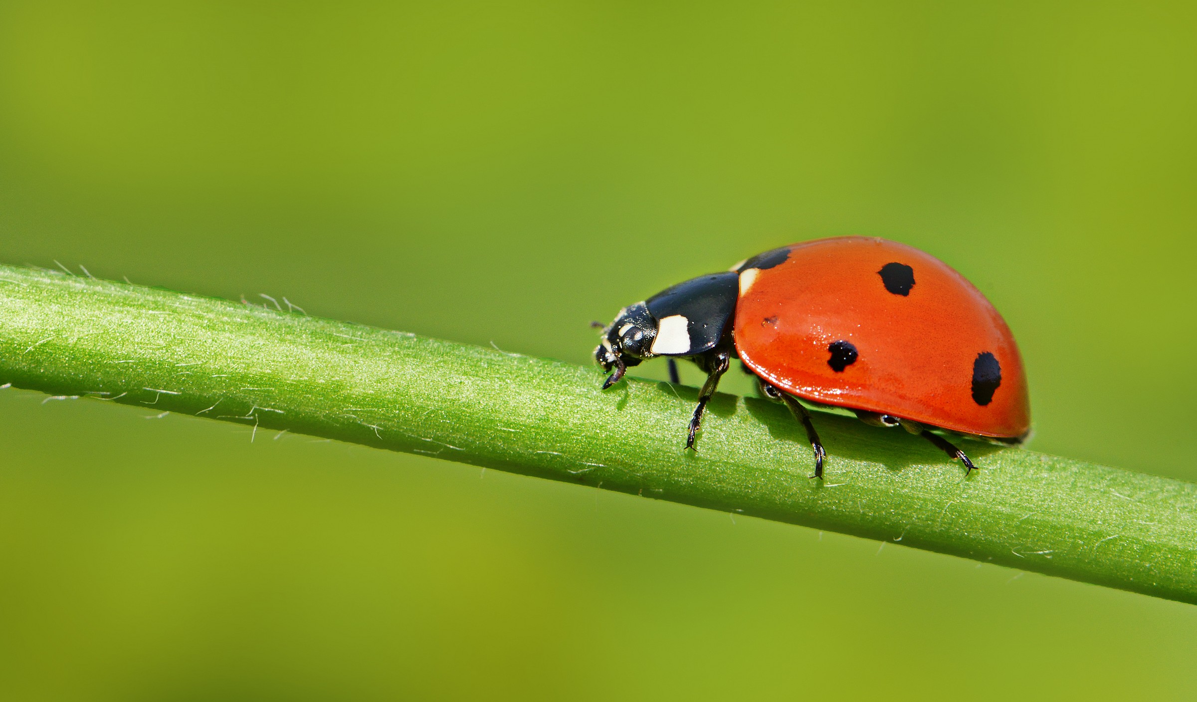 coccinella