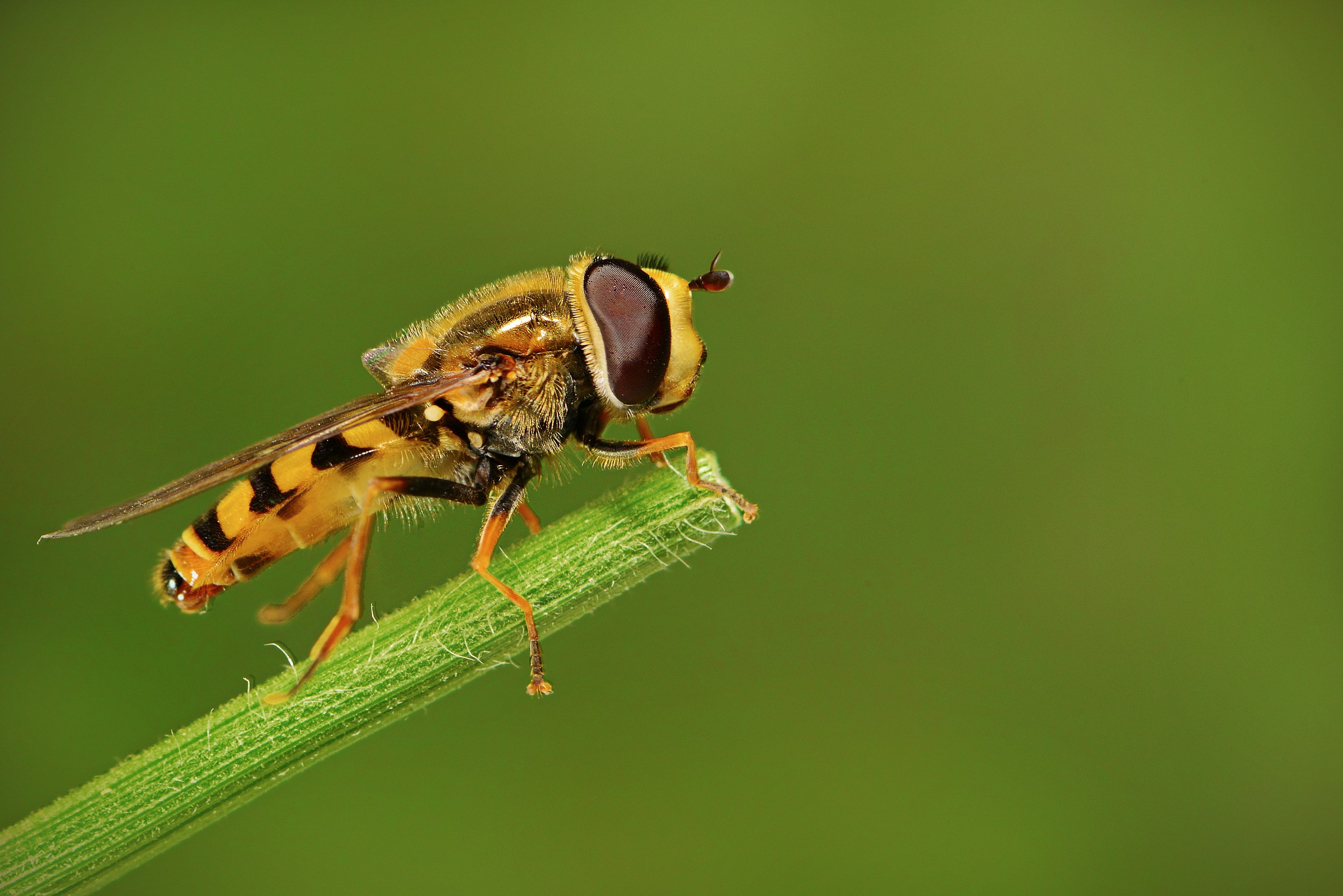 Hoverfly
