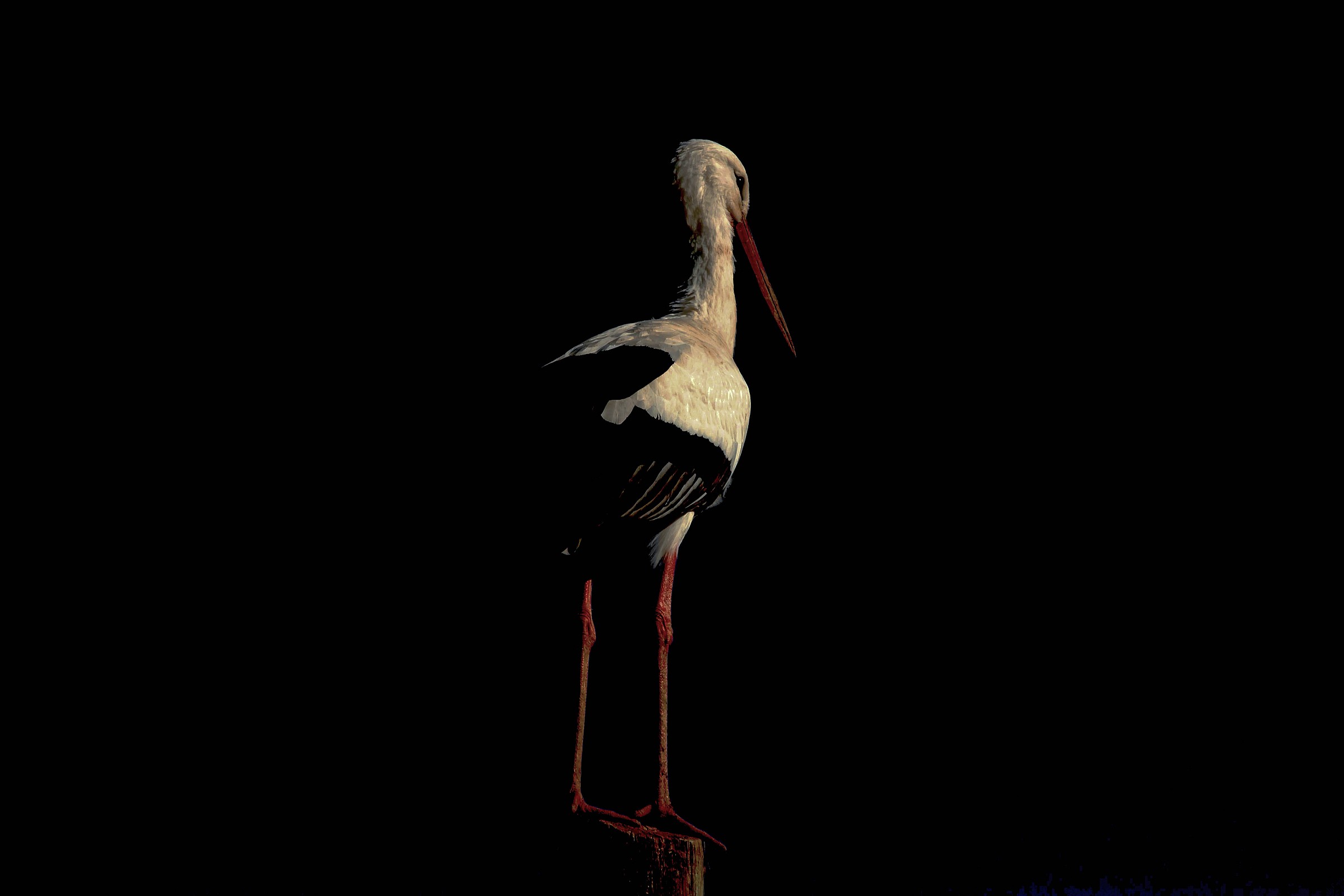 stork