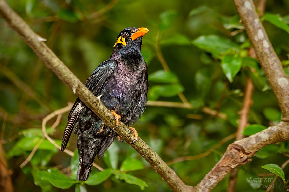 Myna Comune collina (Gracula religiosa)