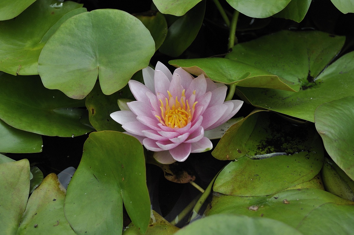 Ninfea (Nymphaea sp.)