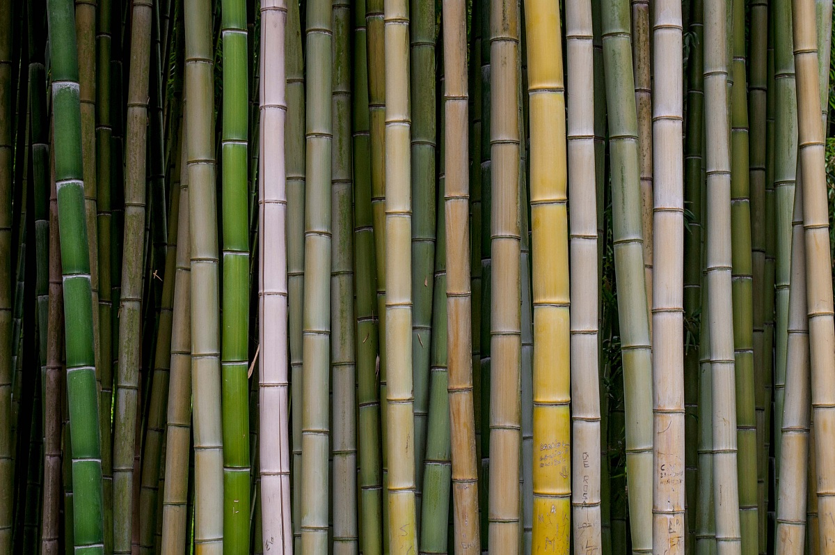 Bambù