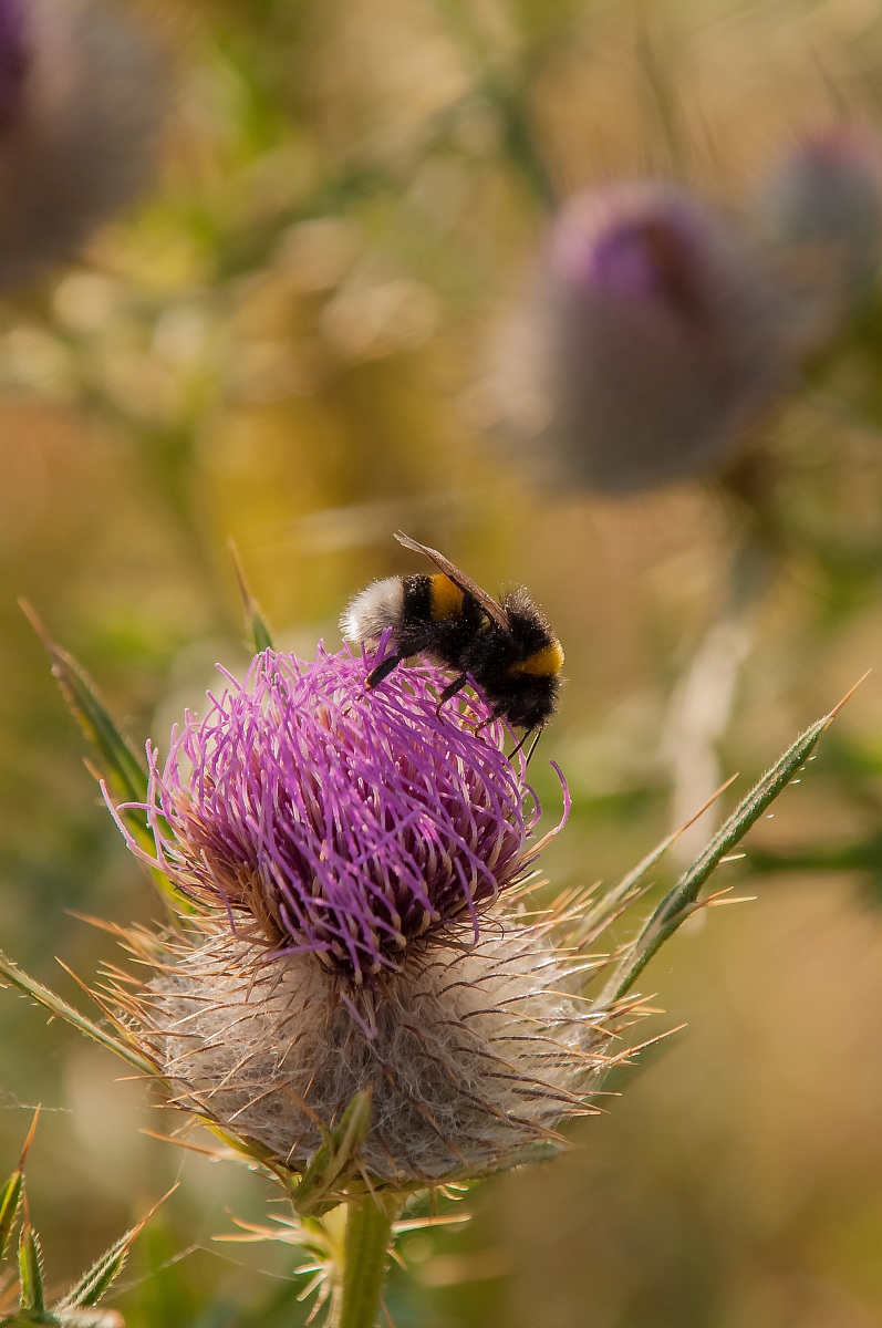 Bumblebee (Bombus sp.)