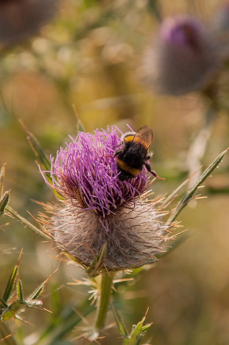 Bumblebee (Bombus sp.)