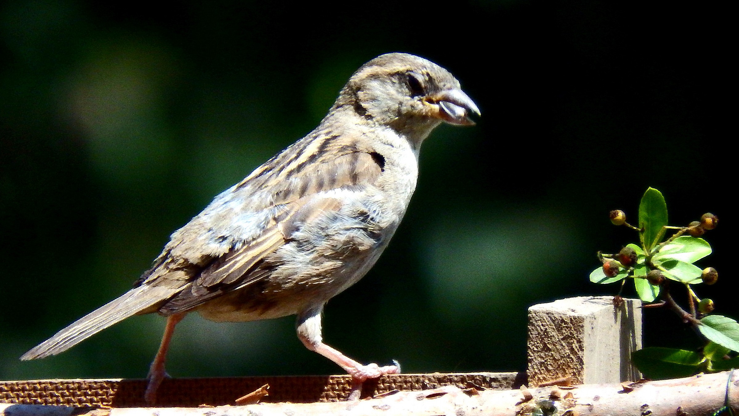 Sparrows like sunflower seeds