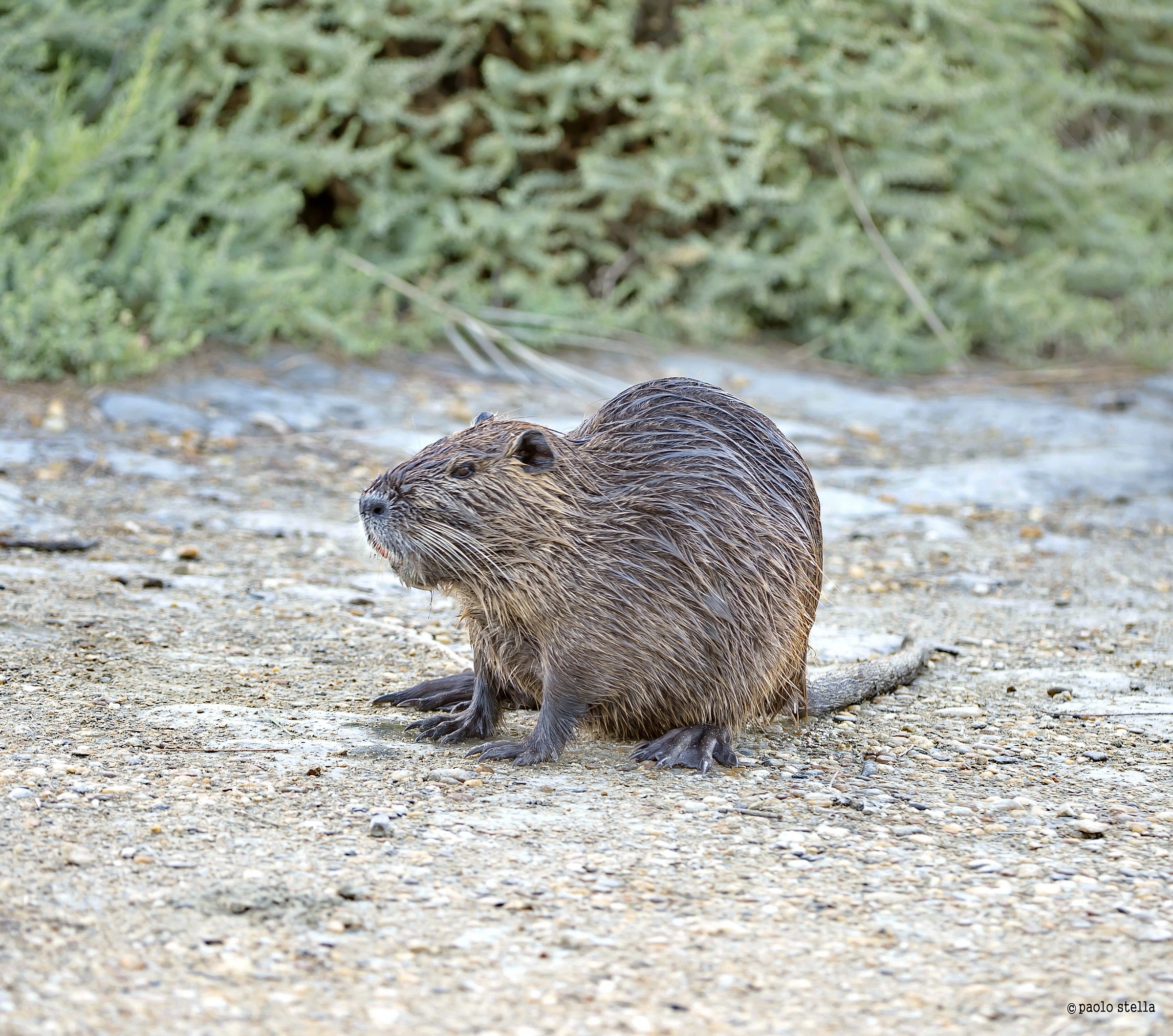 Nutria (Myocastor coypus)