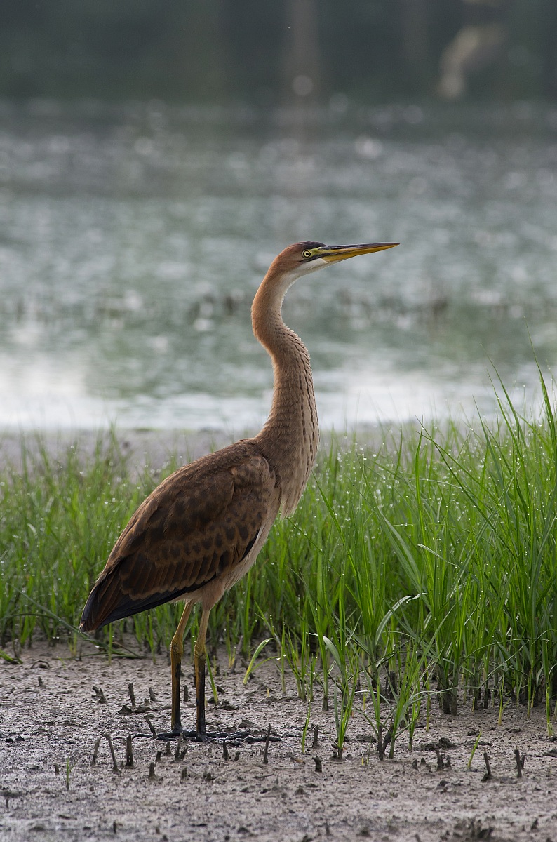 Purple Heron