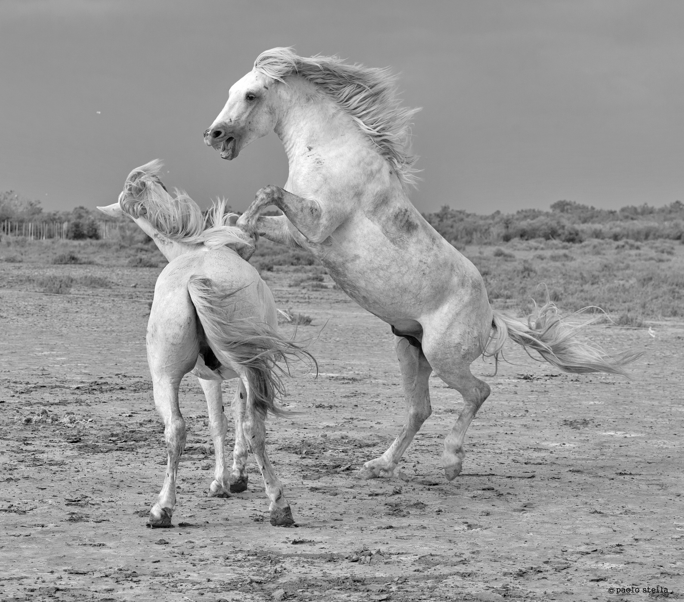 stallions fighting