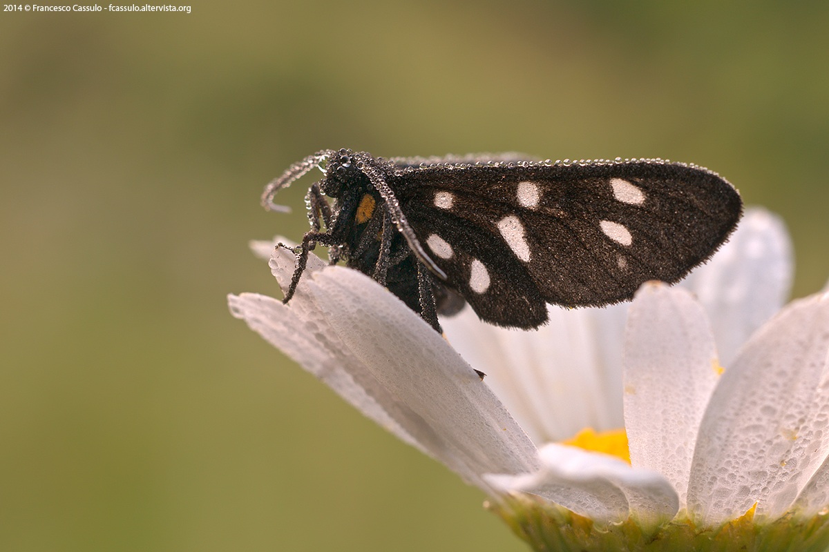 Beloved phegea (Linnaeus, 1758)