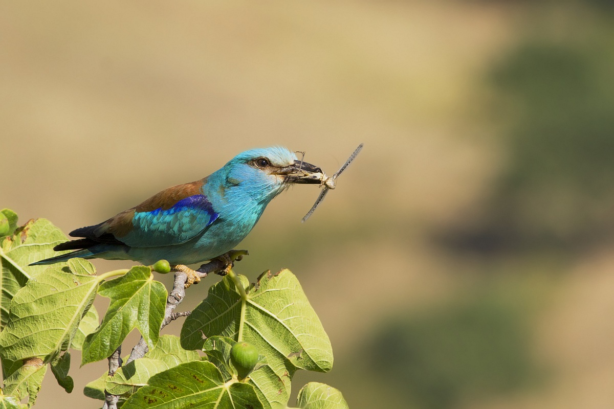 Ghiamdaia Marima - Roller