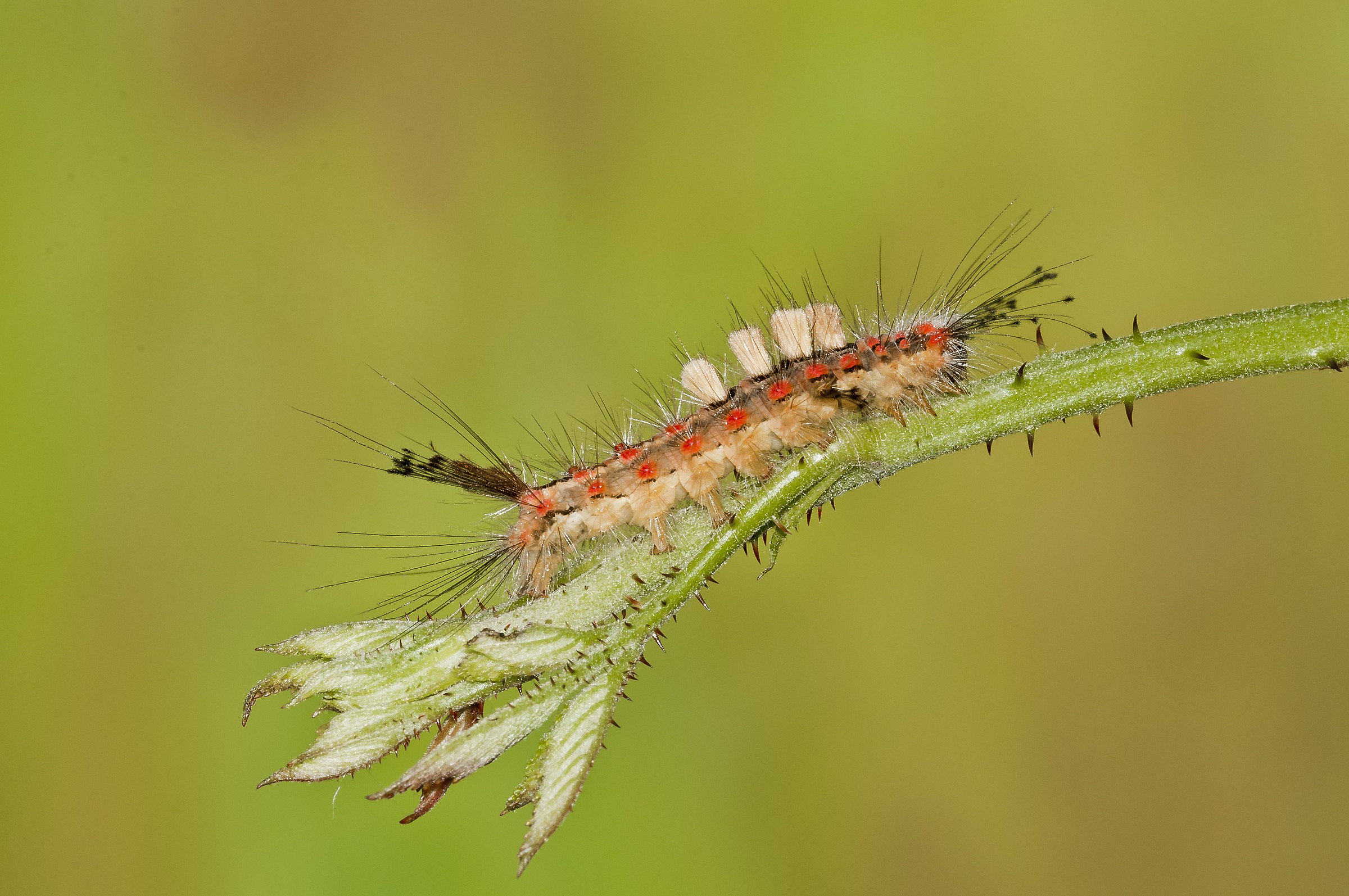 Not finding dragonflies ....