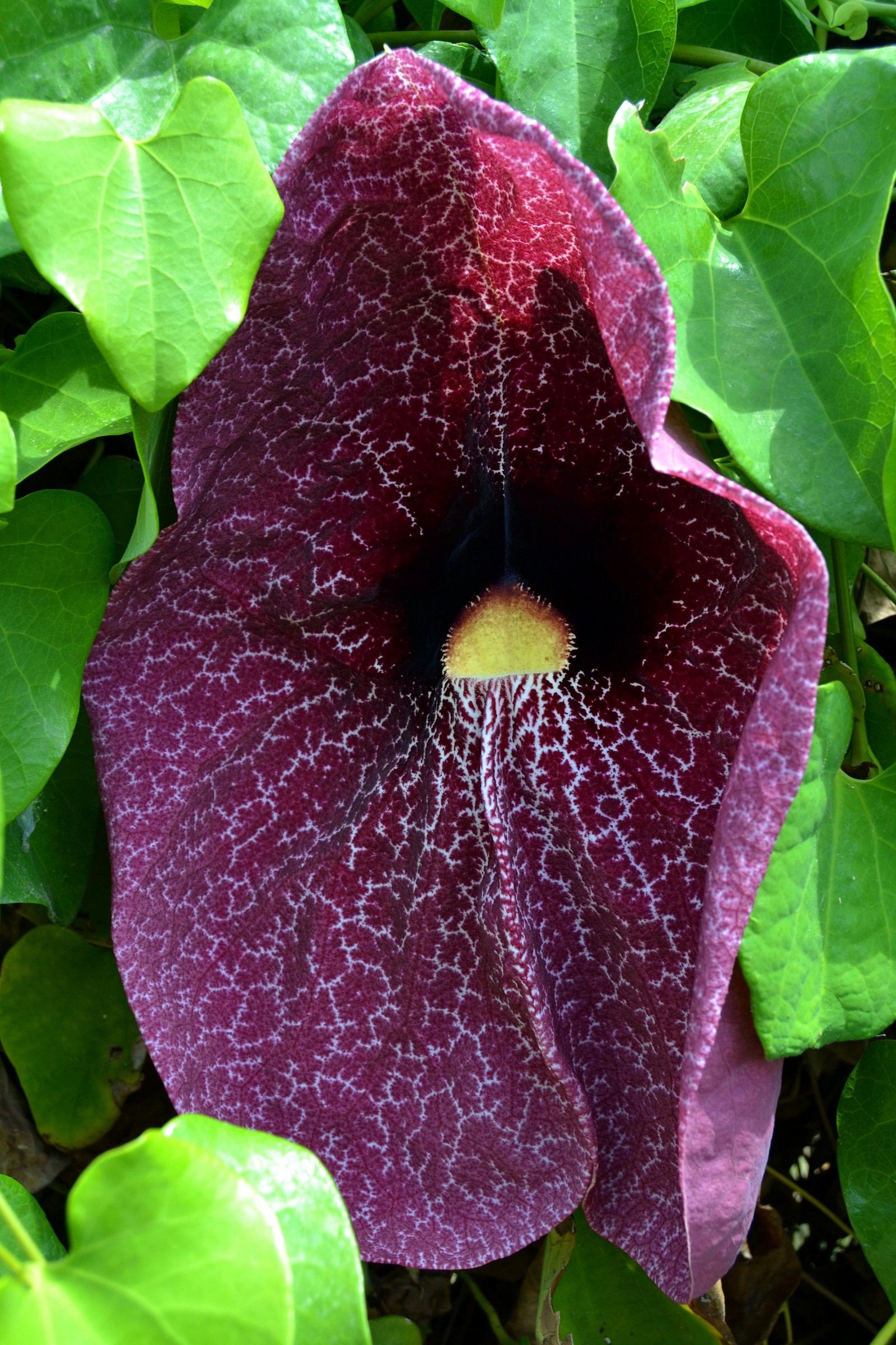 Aristolochia gigantea2