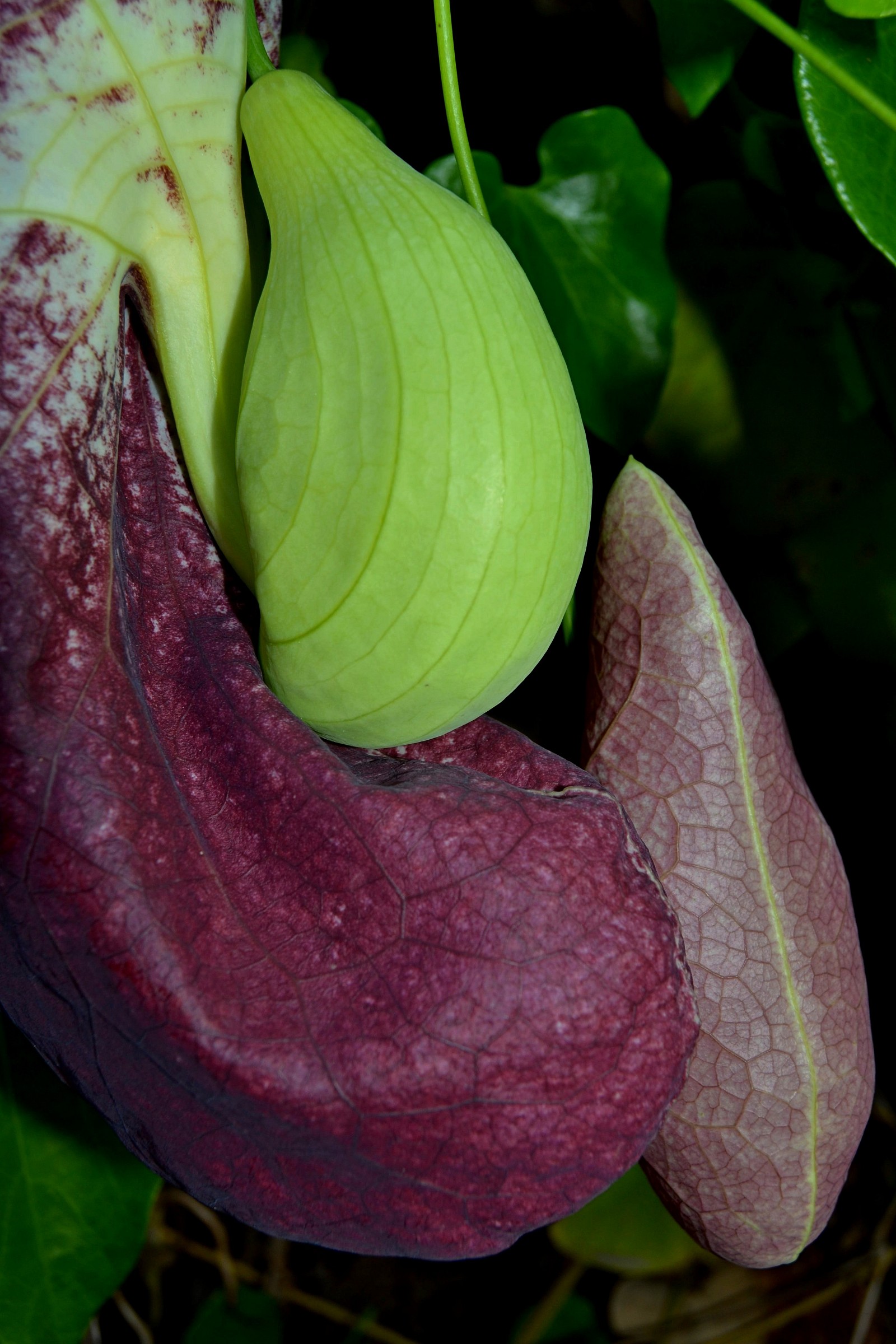 Aristolochia gigantea ampoule