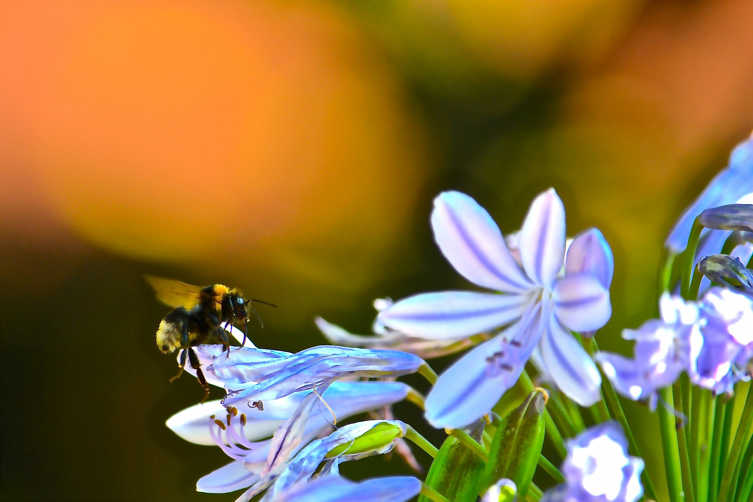 E adesso t'impollino