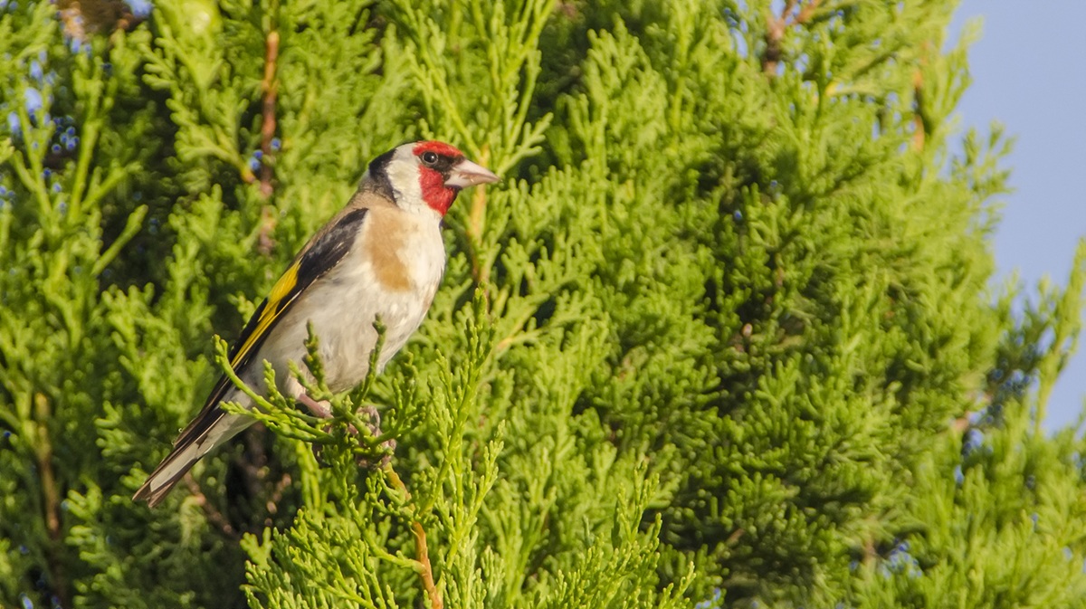 Goldfinch