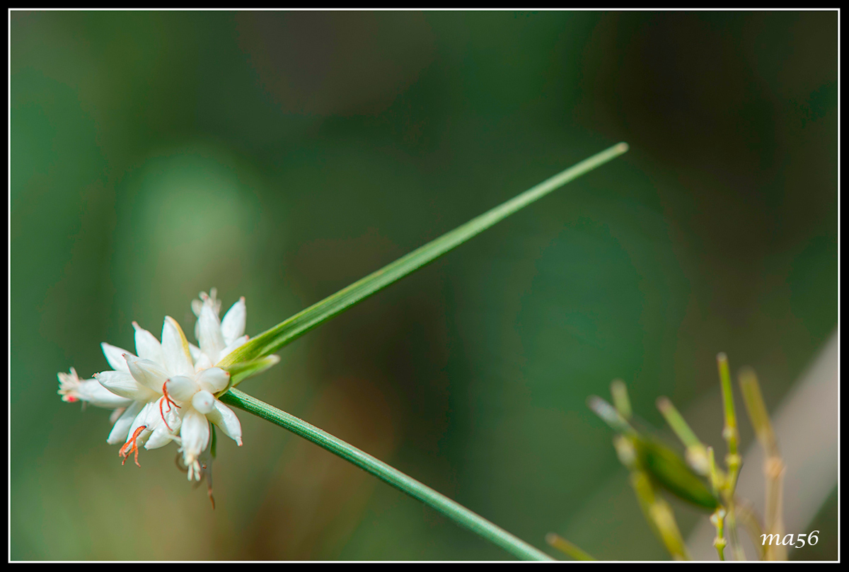 Carice of Monte Baldo
