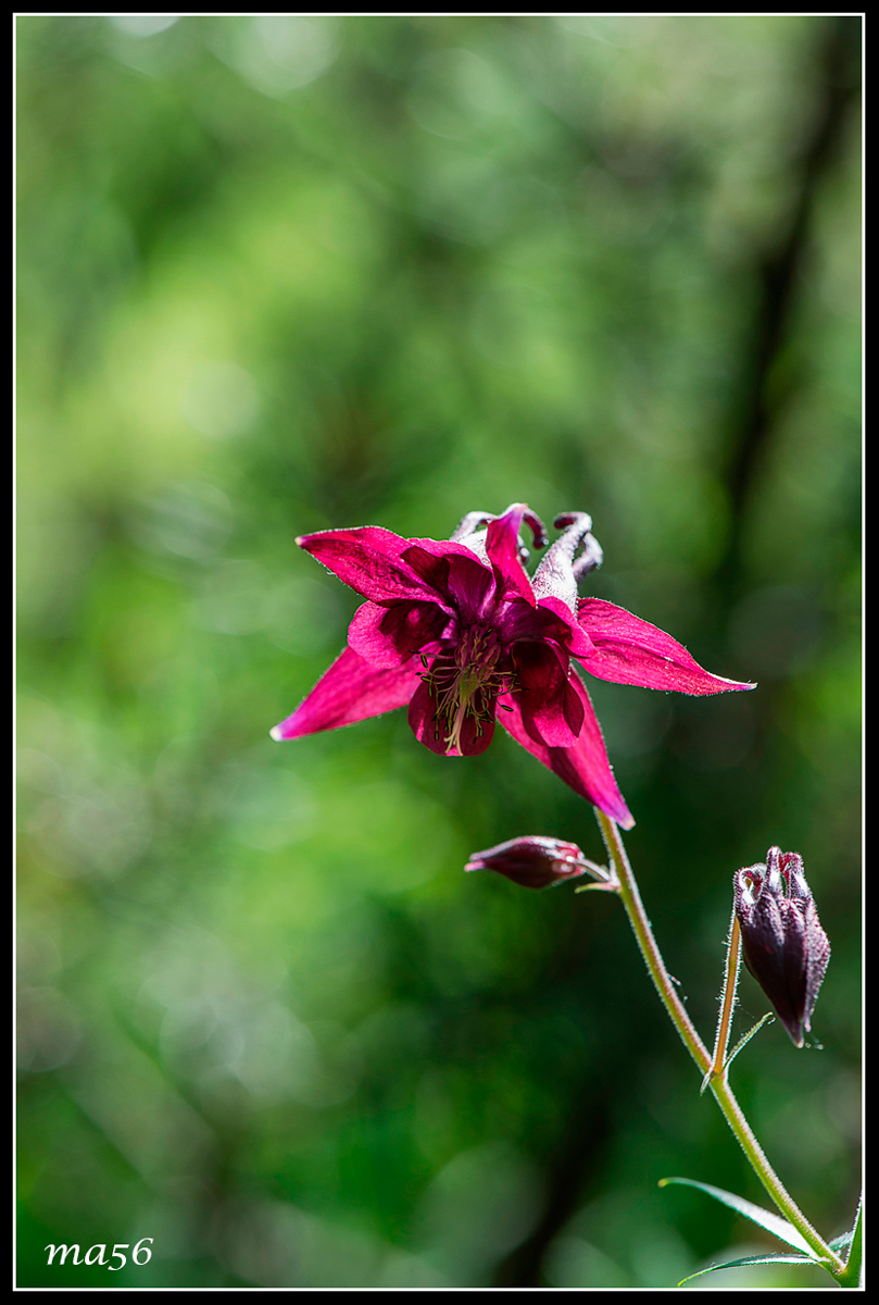 Aquilegia dark