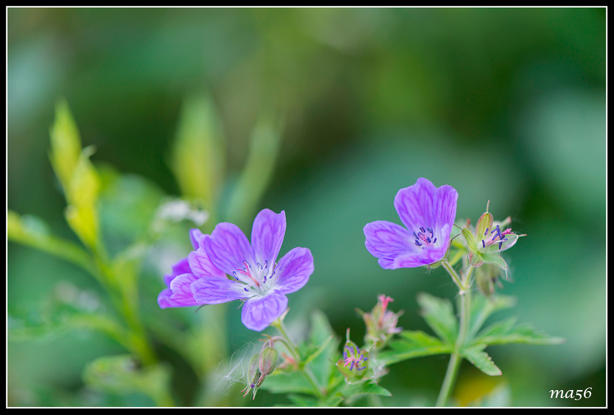 Cranesbill