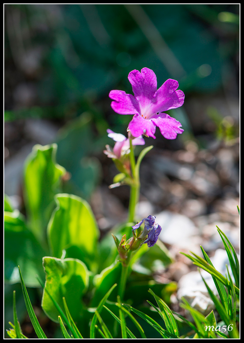 Primula Spectabilis