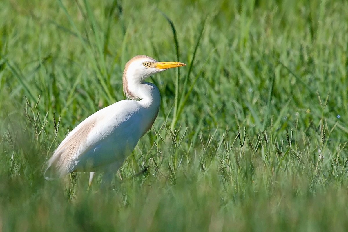 Cattle Egret