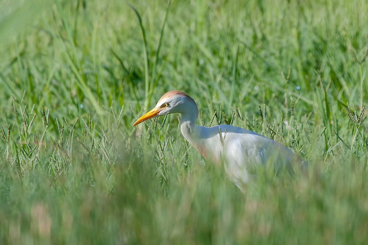 Cattle Egret