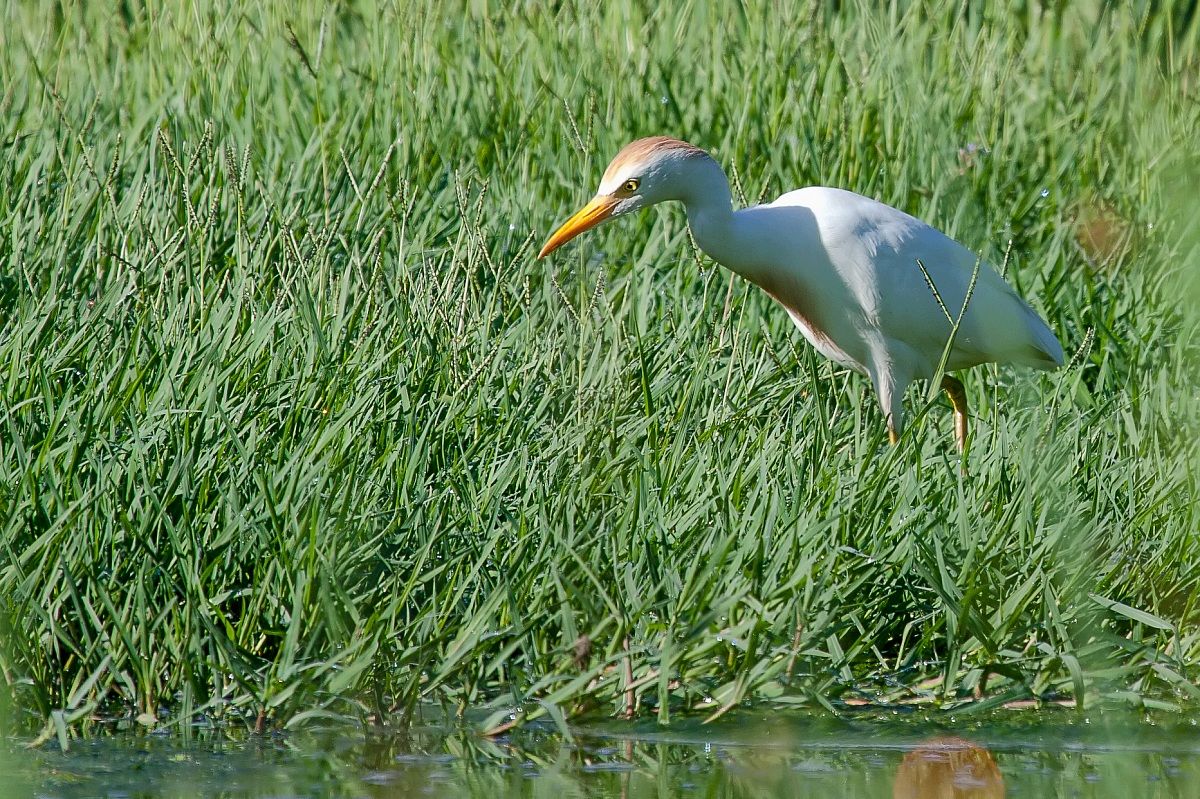 Cattle Egret