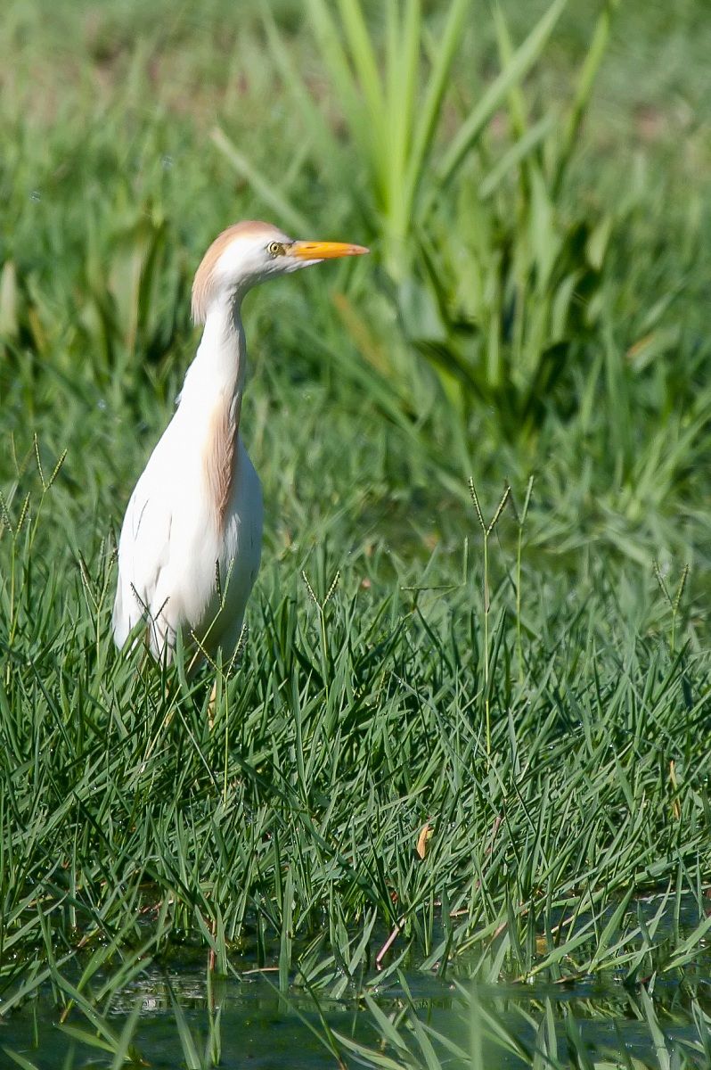Cattle Egret