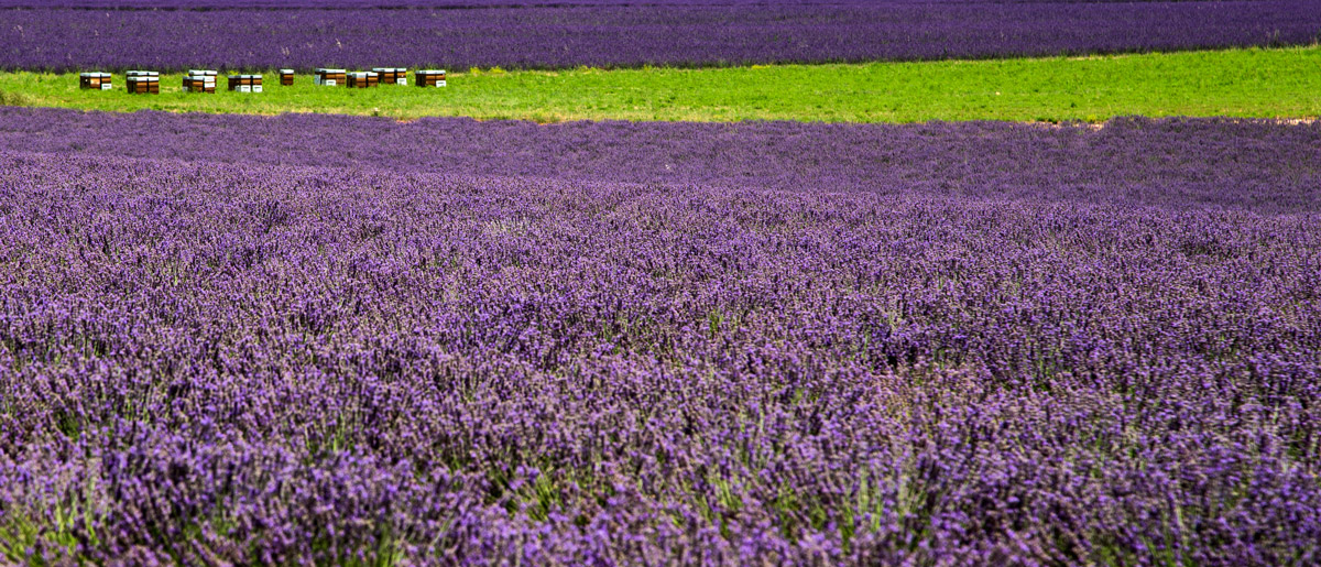 Lavanda