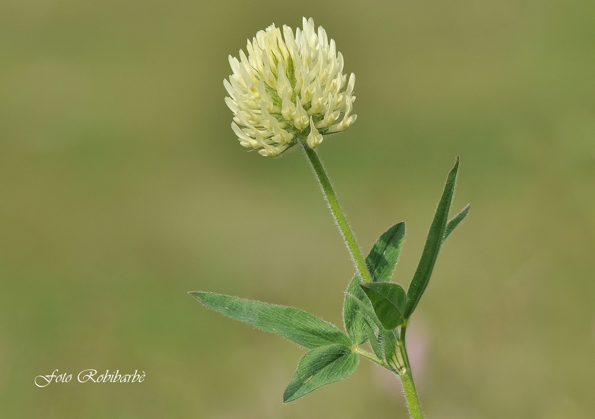 Trifoglio giallo bruno...