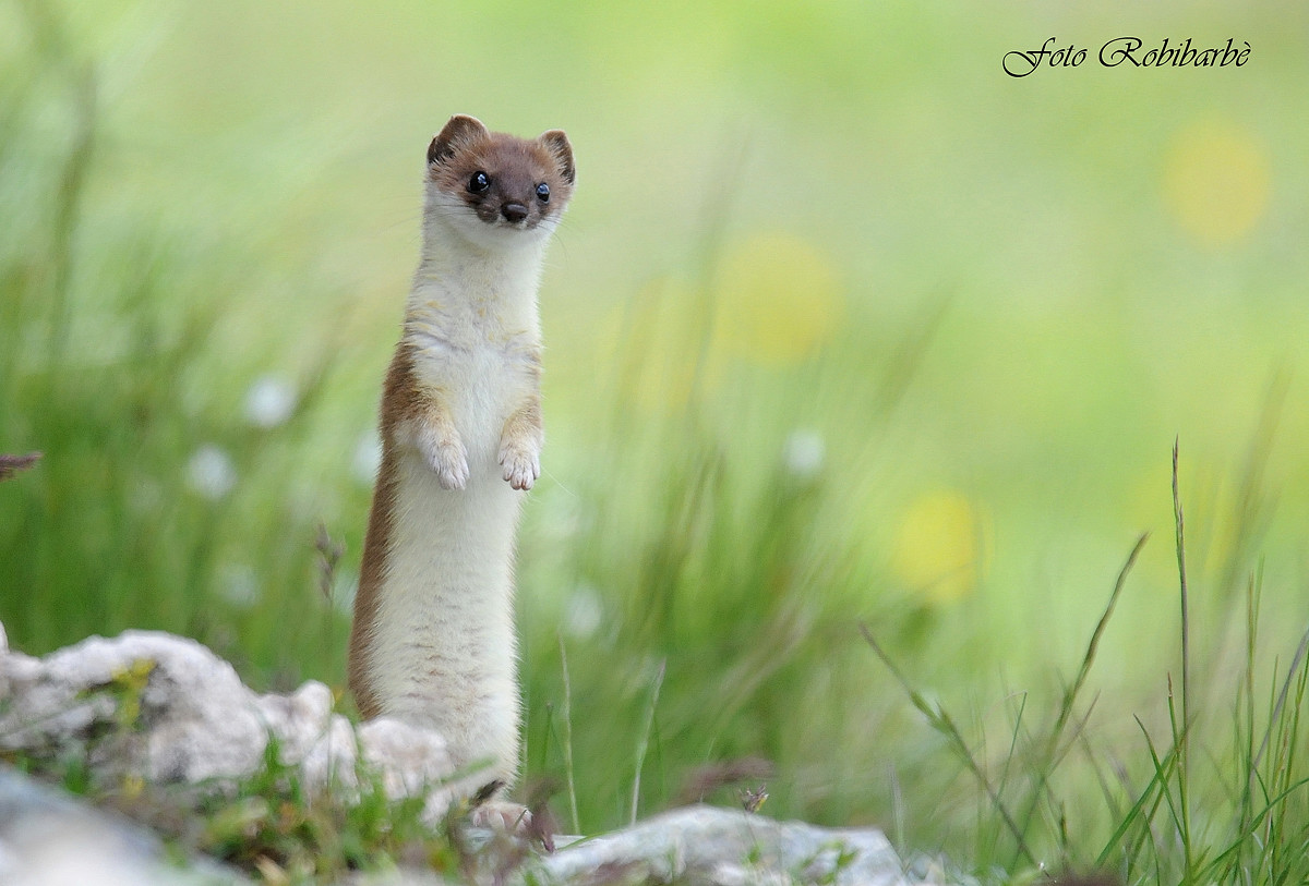 Ermine .....