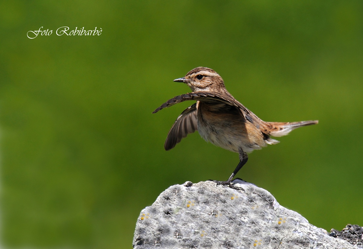 Stiaccino acrobata....